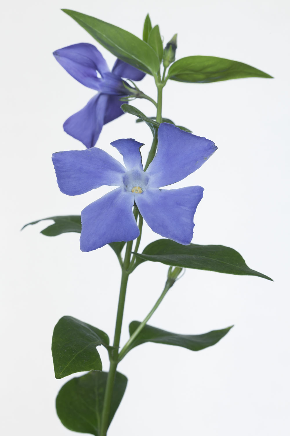 aucun